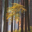 Herbst im ThÃ¼ringer Wald.