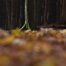 Herbst im ThÃ¼ringer Wald.