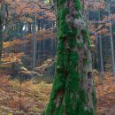 Herbst im ThÃ¼ringer Wald.